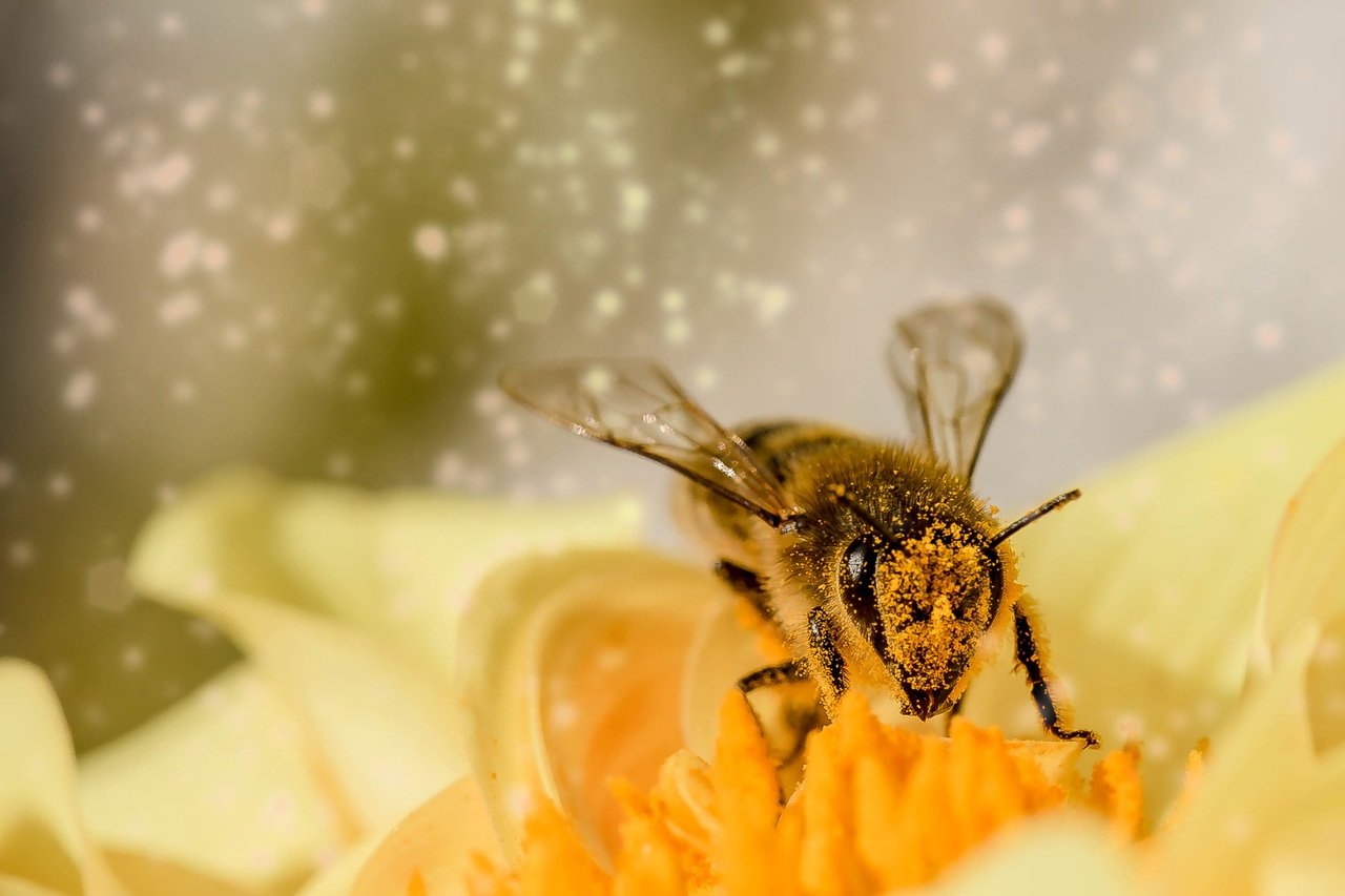 Study Shows Decline in Bee Populations Poses Threat to Global Food Supply